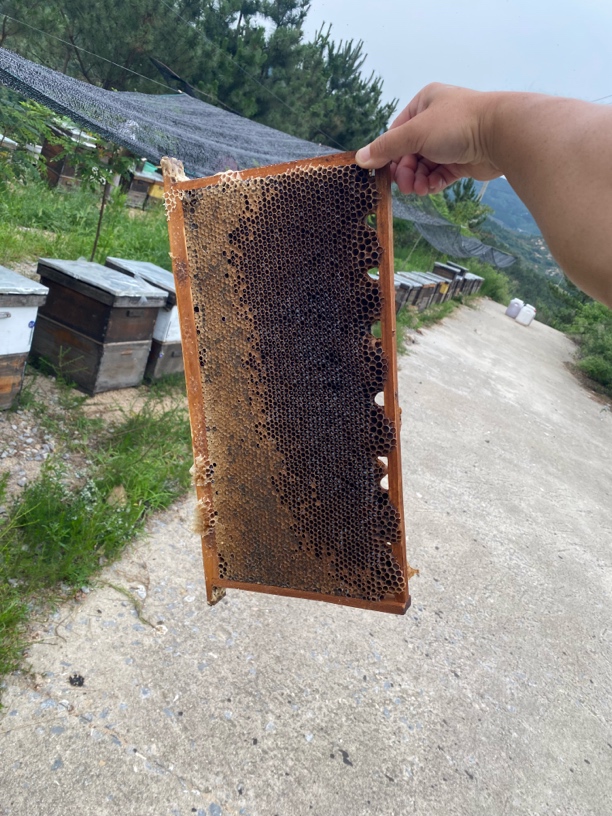 蜂巢蜜荆条蜜蜂巢蜜