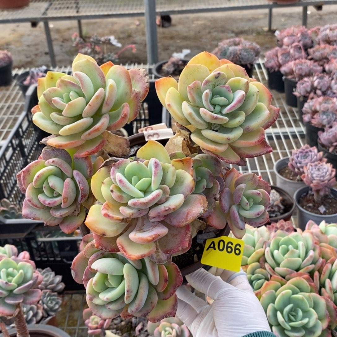 066白月光一物一拍