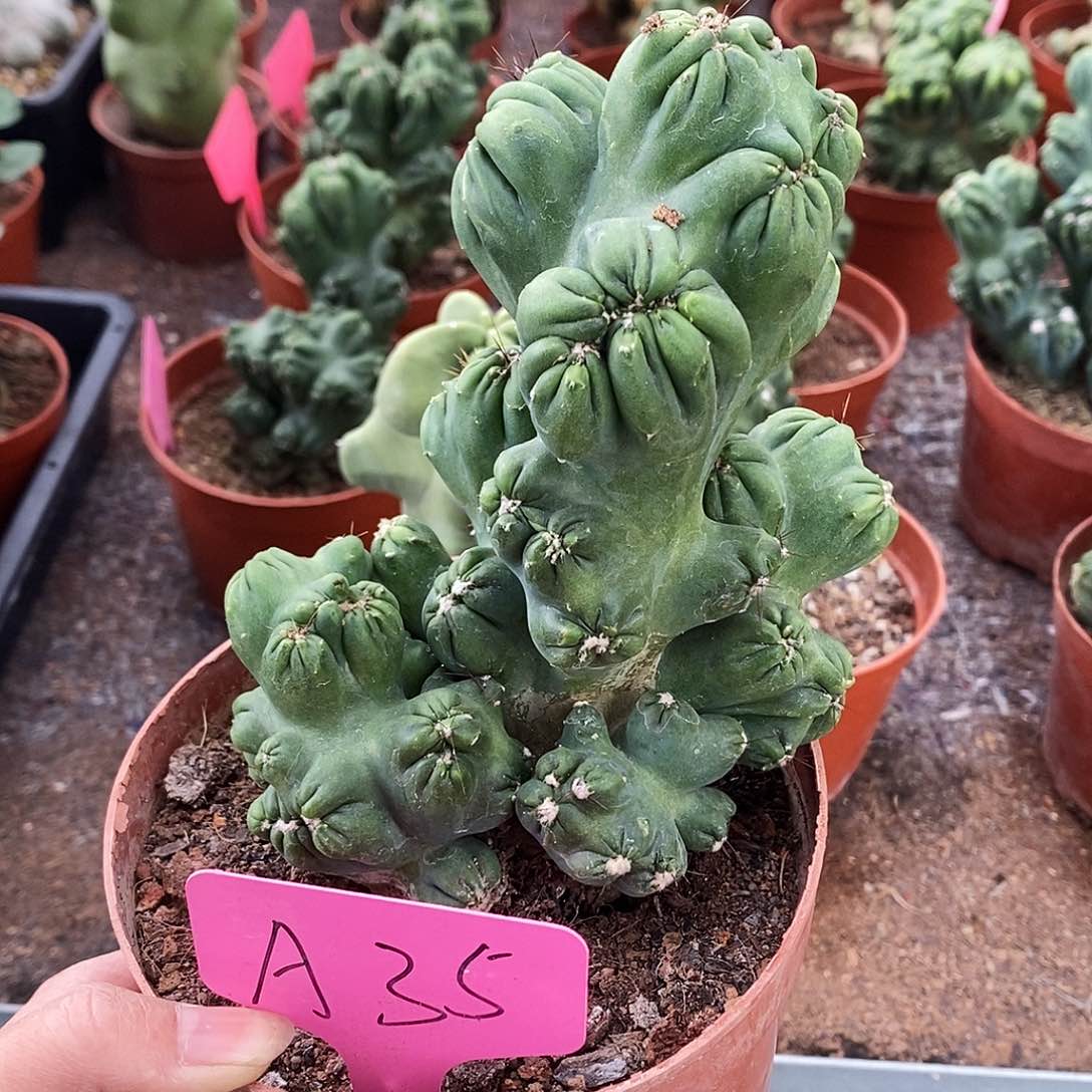 小*门花花草草花花草草