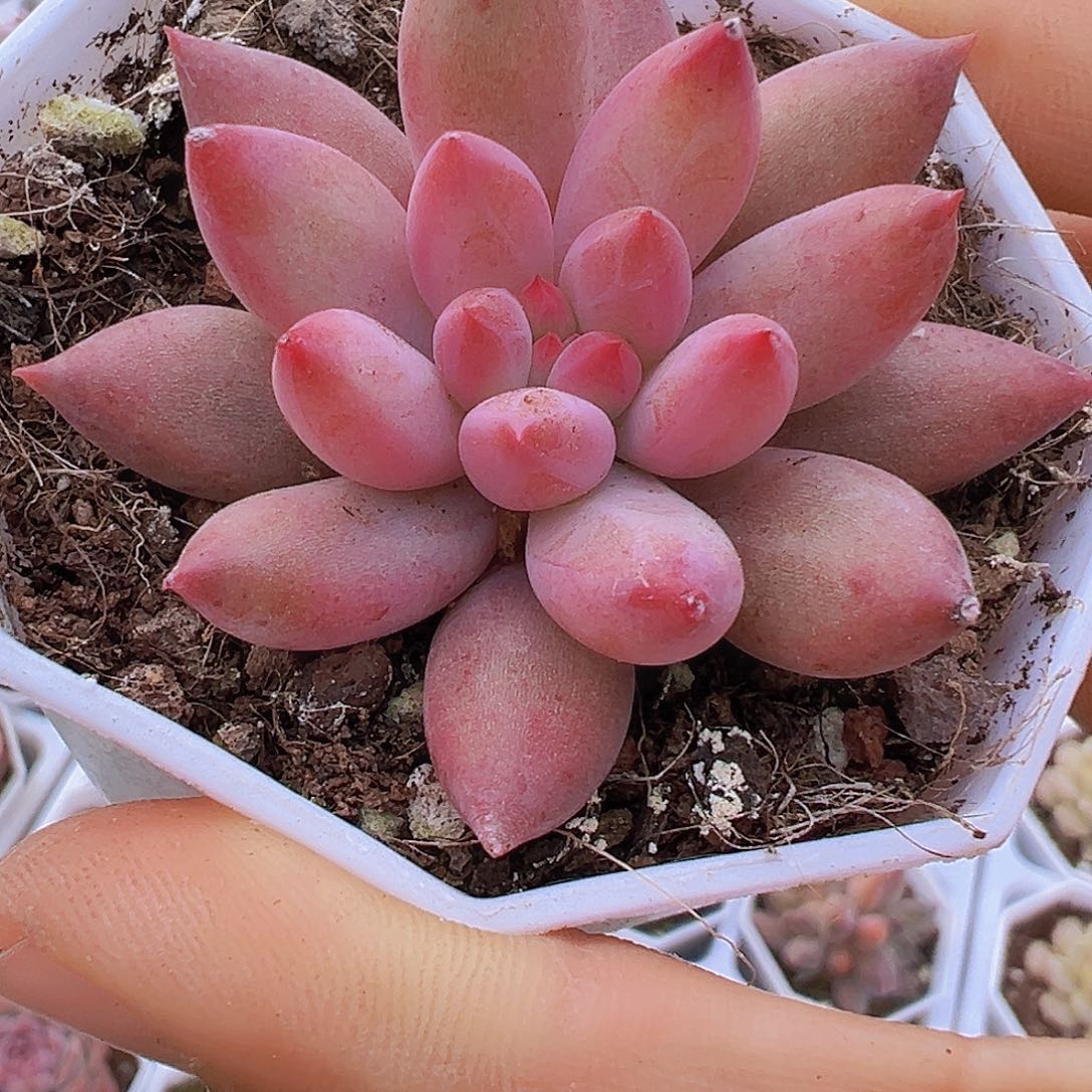 虞美人19包邮多肉