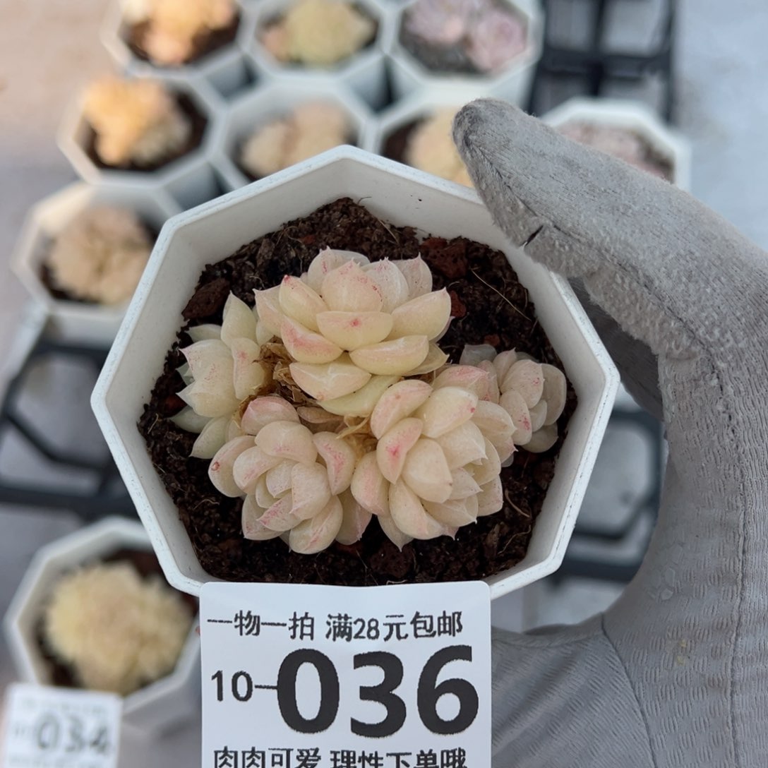 白天鹅麦秆多肉多肉多肉多肉