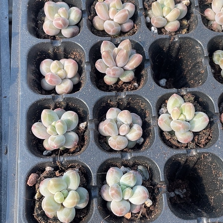 小咖啡豆1元带土发货