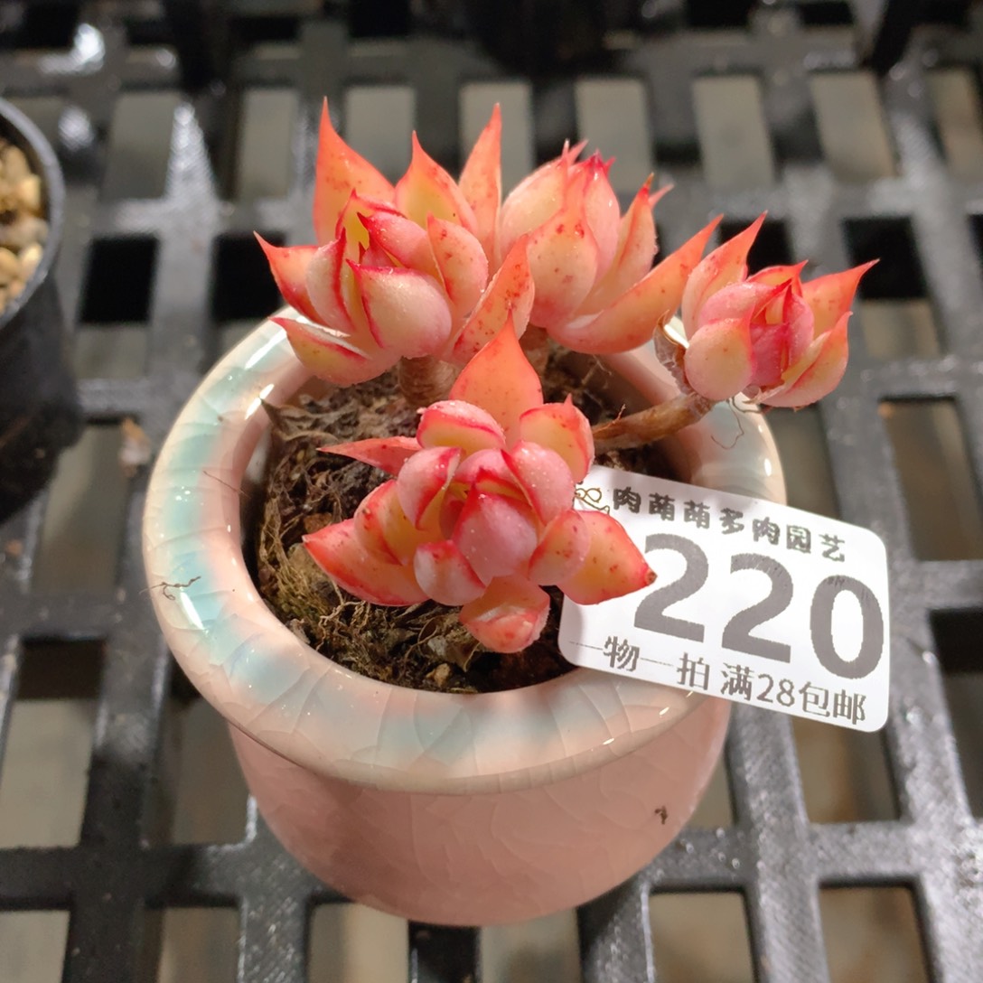 肉萌萌拇指盆精控多肉ZK220