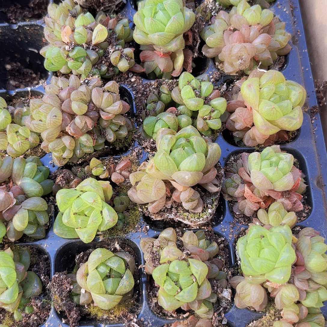 小穴苗玉露多肉植物