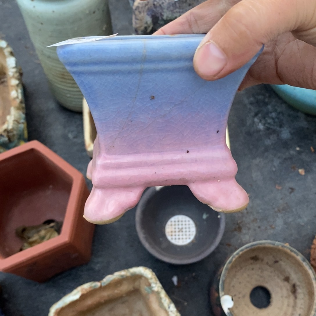 红陶依*115号多肉盆一个呀