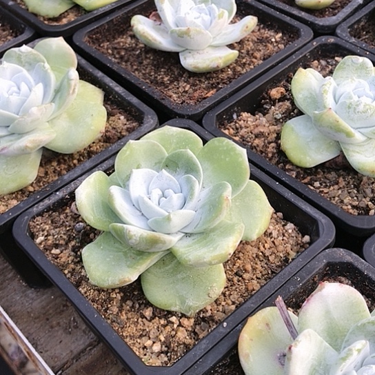 匍匐拇指仙女棒杯