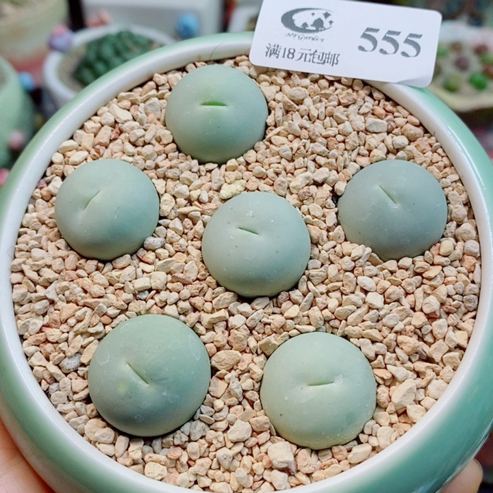 生石花花花花花花花555
