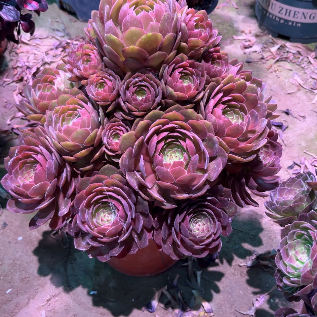 无花朵多肉植物红魔703