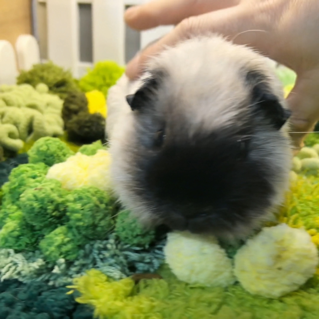 精品加州荷兰猪弟弟黑色素浓烈