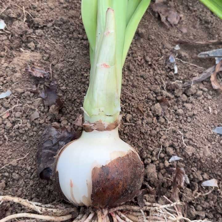 无花朵会****羊糖果仙女包对版