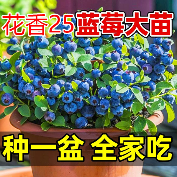 蓝莓树果苗盆栽带花苞蓝梅苗地栽南方北方种植25花香蓝莓苗