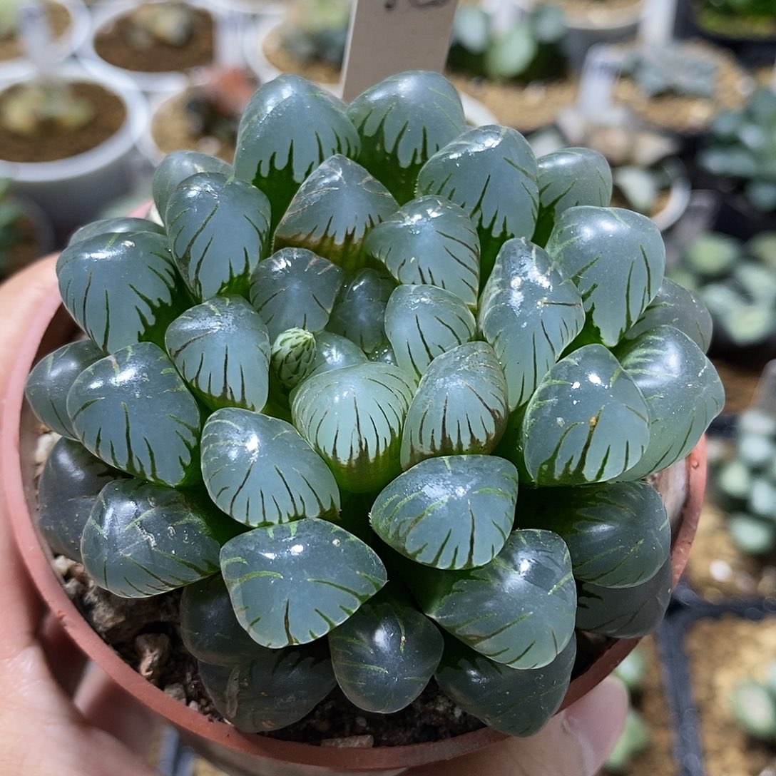 76潘氏冰灯哈哈哈哈