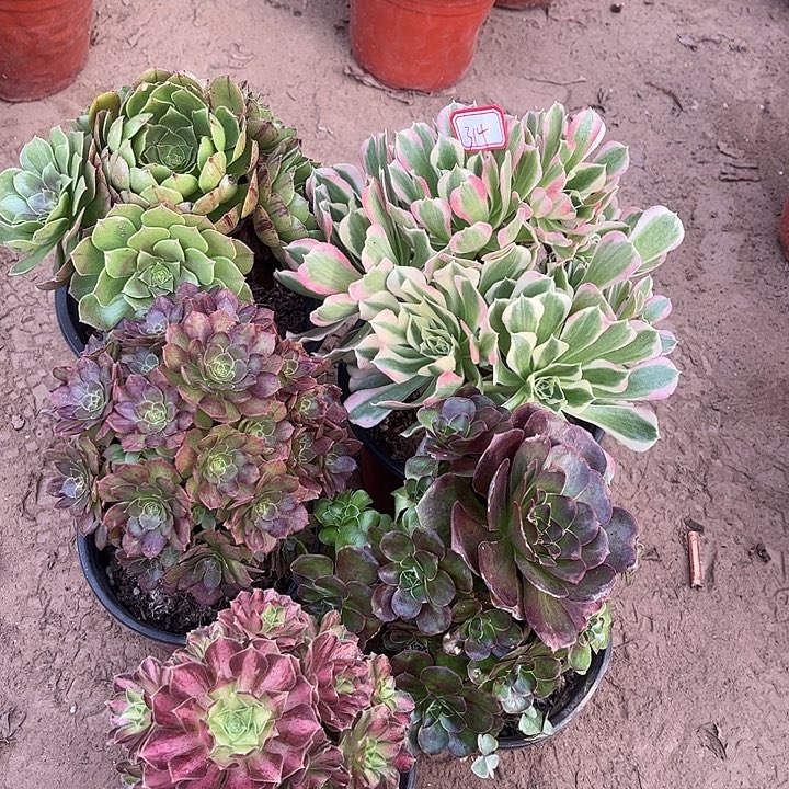 314多肉植物组合，