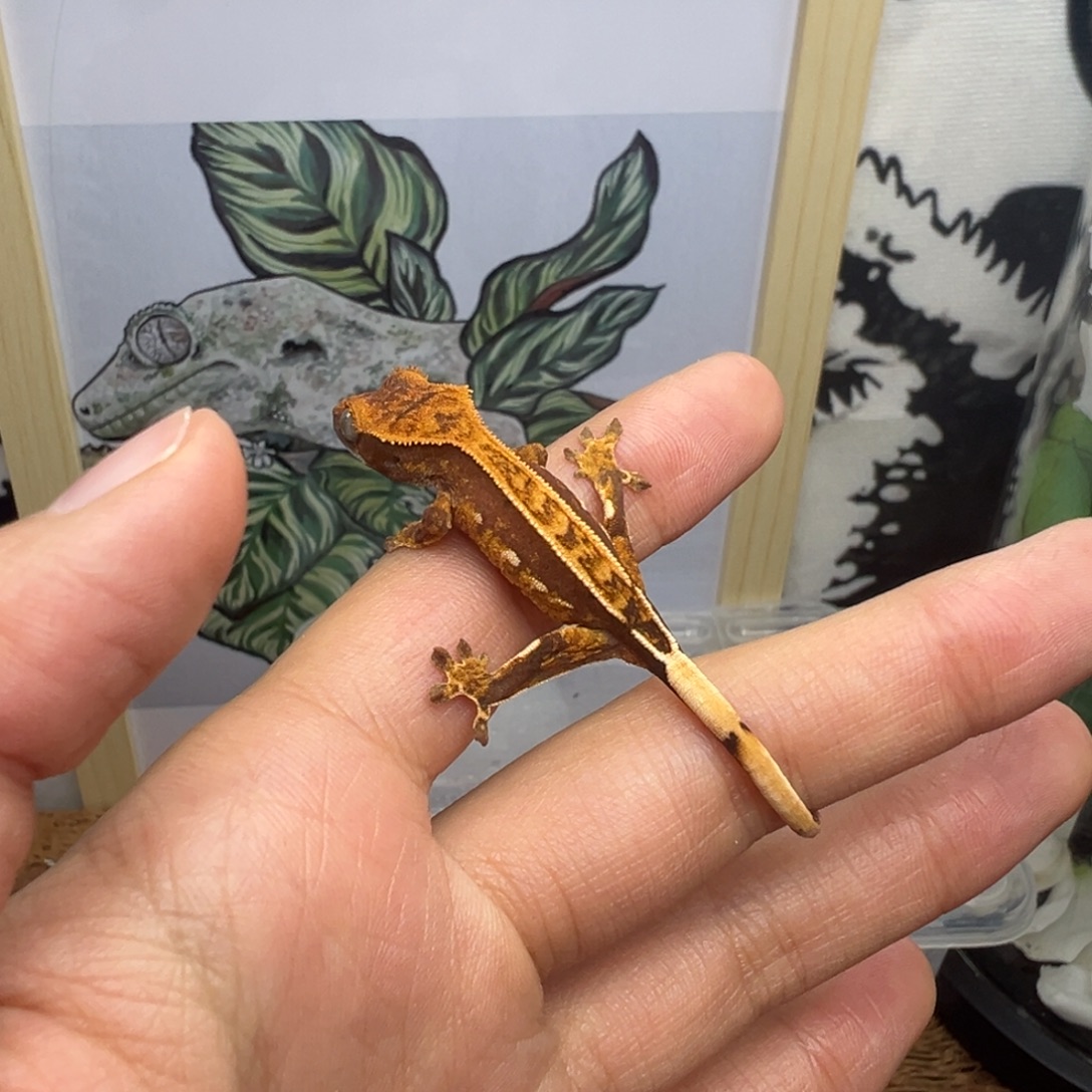 睫角守宫红底奶油小苗1.9g