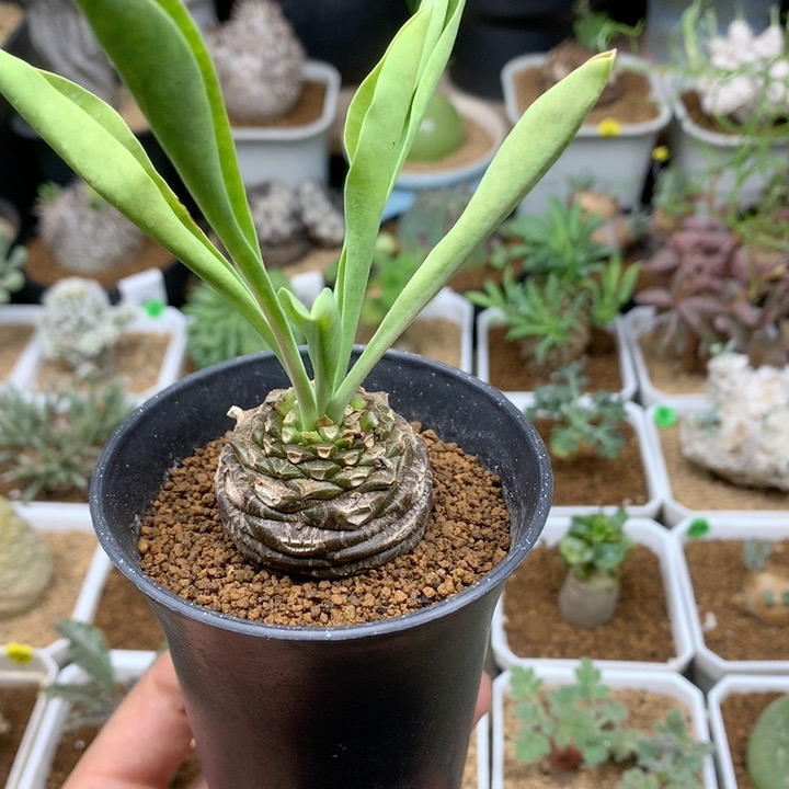 实生铁甲丸母本带盆