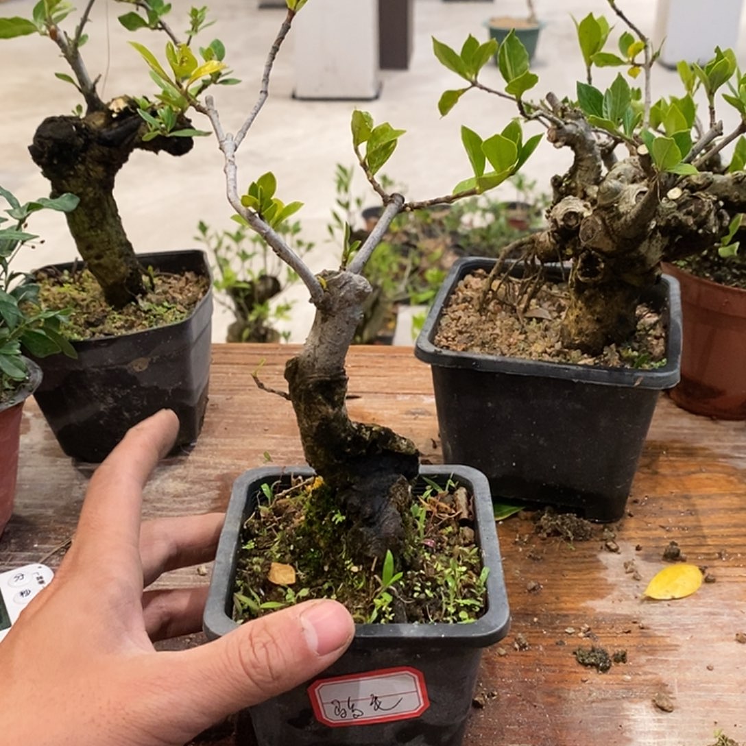 骑***主完全开放海岛栀子花11