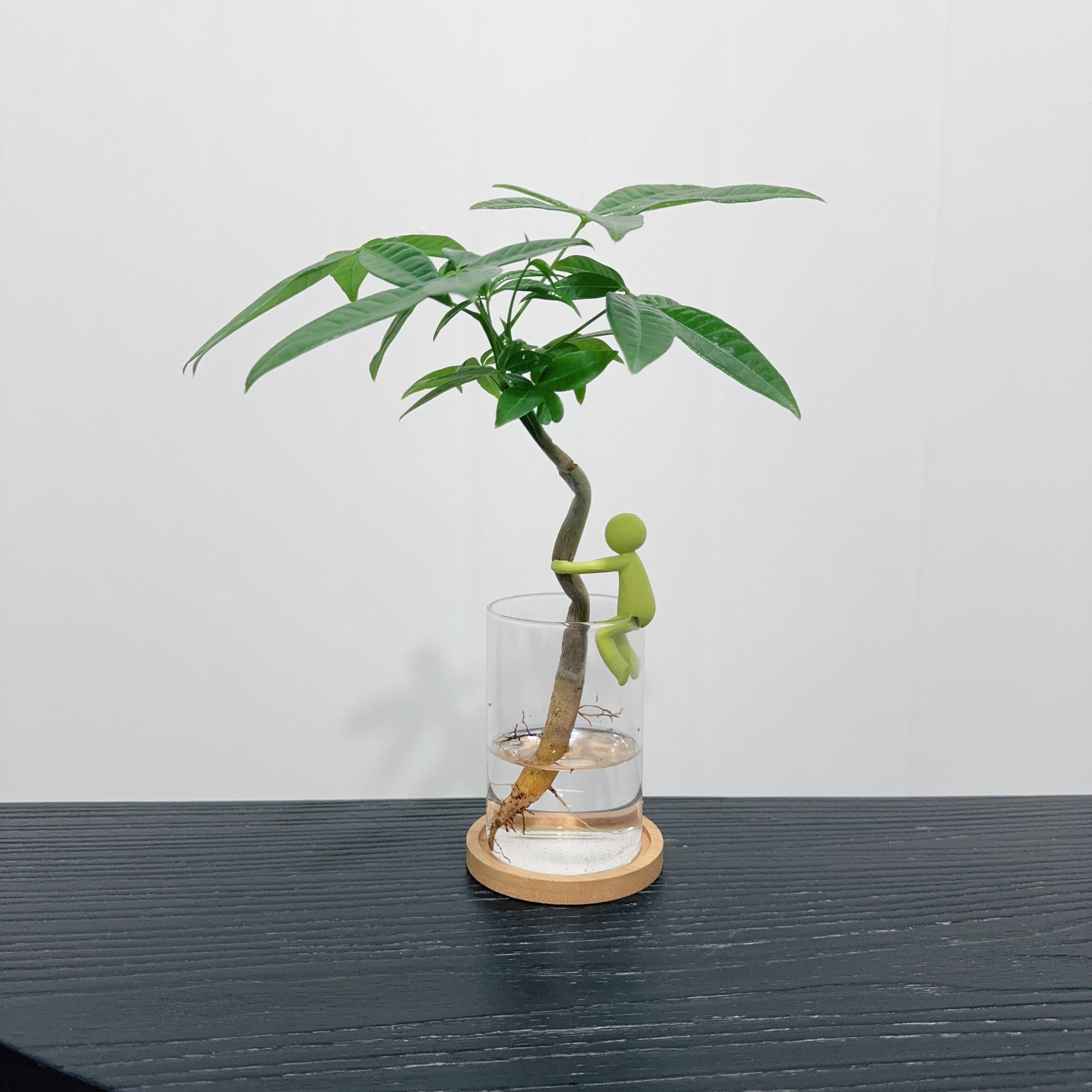 【抱住发财】水培发财树盆栽面办公室工位绿植摆件植物客厅招财