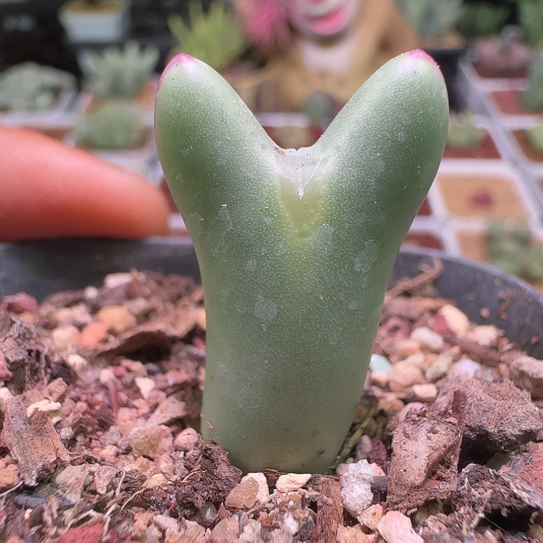 大降价福利来啦593