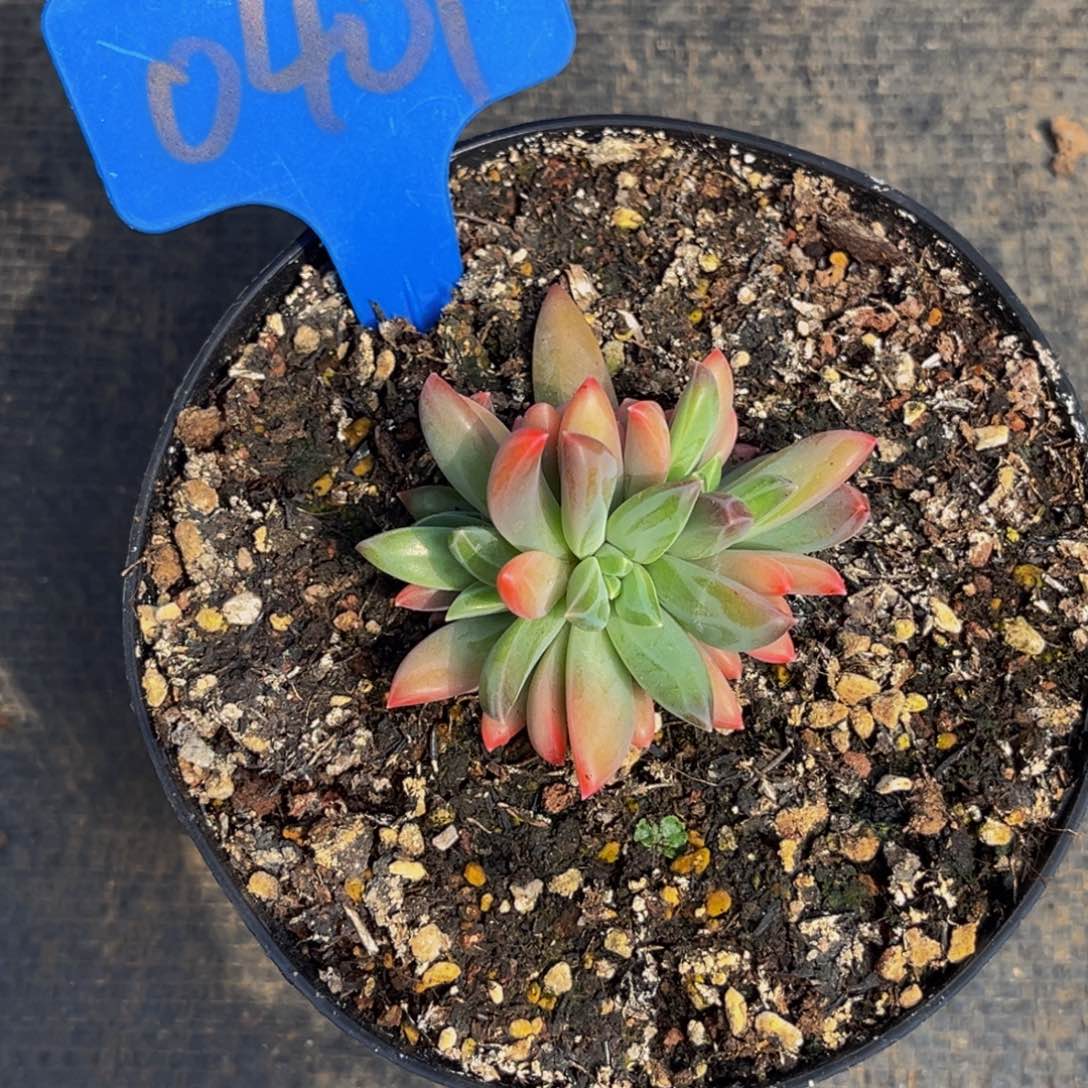 0401号上午多肉植物群生多肉植物