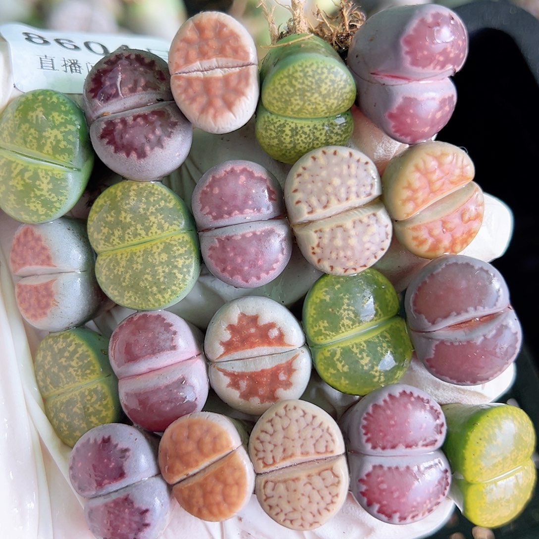 8604 好养易活生石花大母本20个下播福利