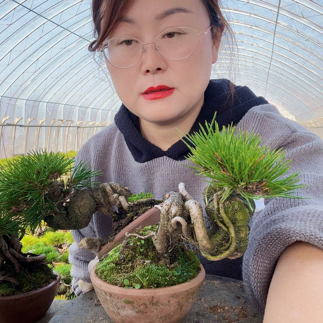 大***鱼完全开放三河黑松盆景