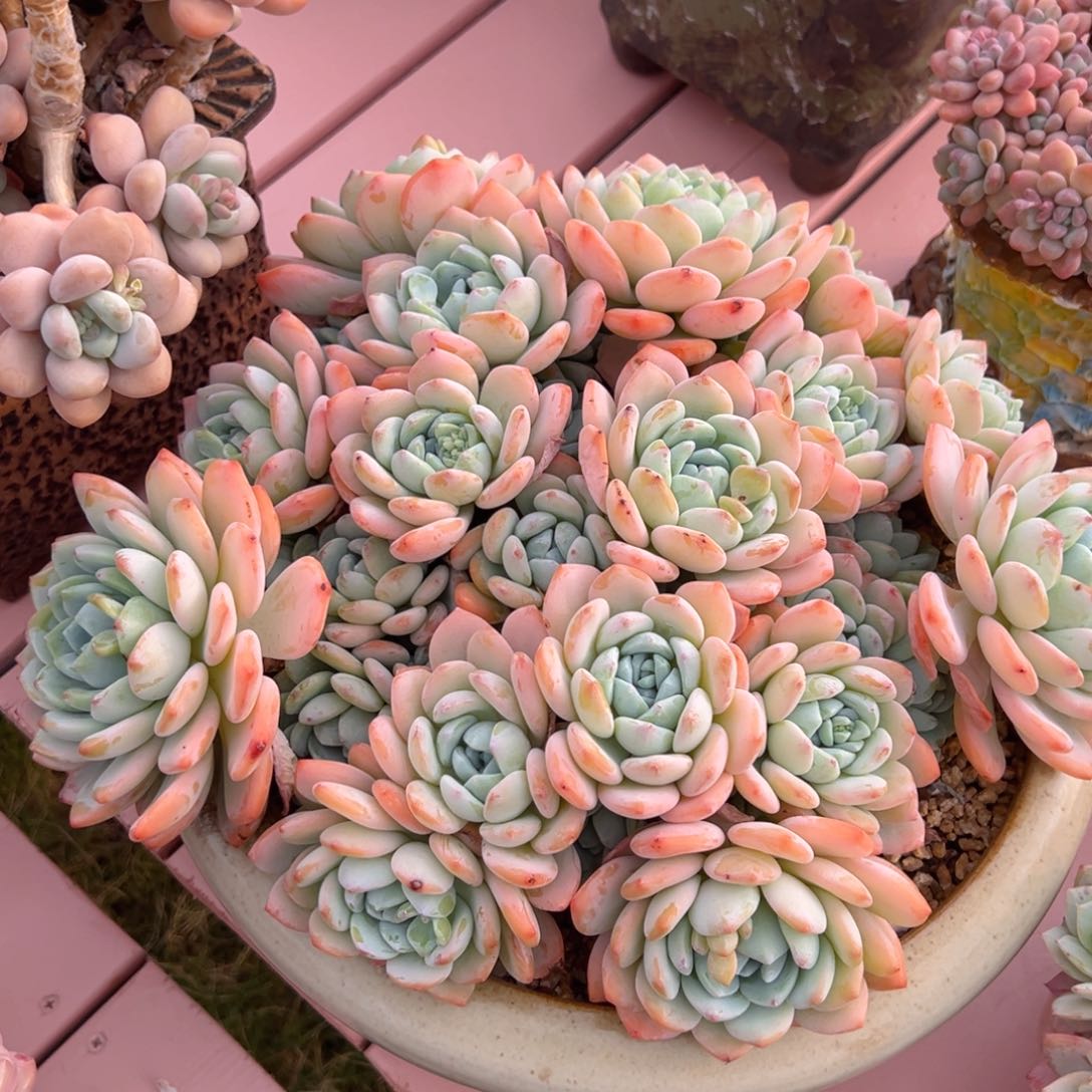 冷香30公分带盆 物流