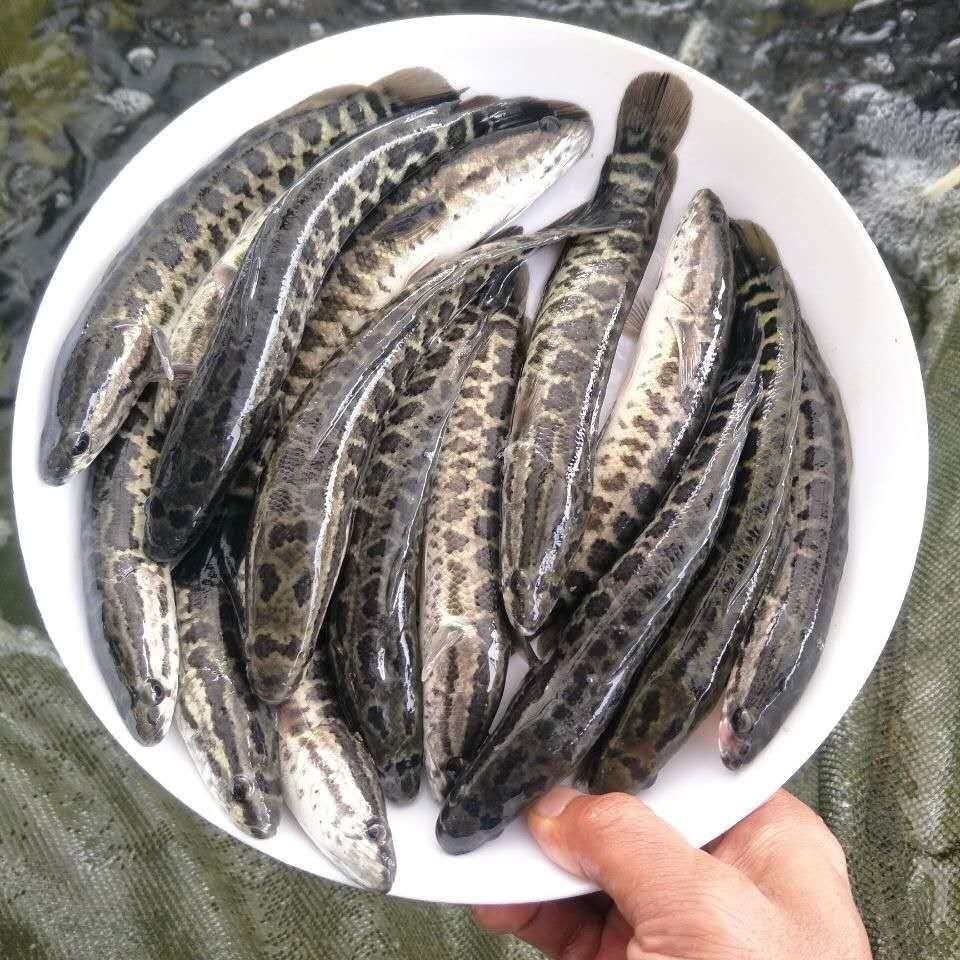 黑鱼 财鱼 乌鱼 淡水养殖