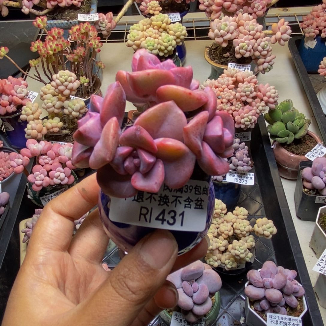 431彩虹糖多肉4c m