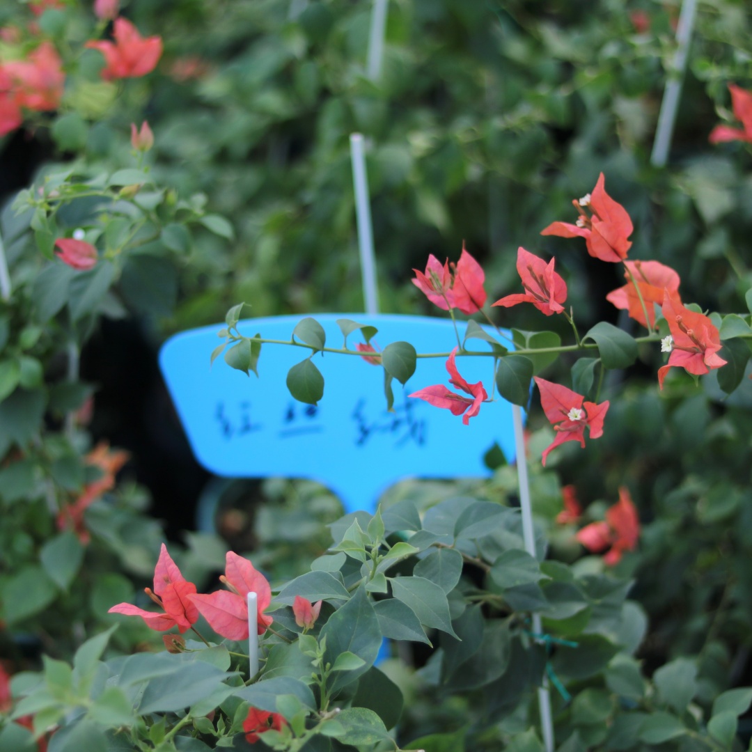 【红丝绒布里扎】稀有品种三角梅苗原盆袋苗勤花复花快好养易活