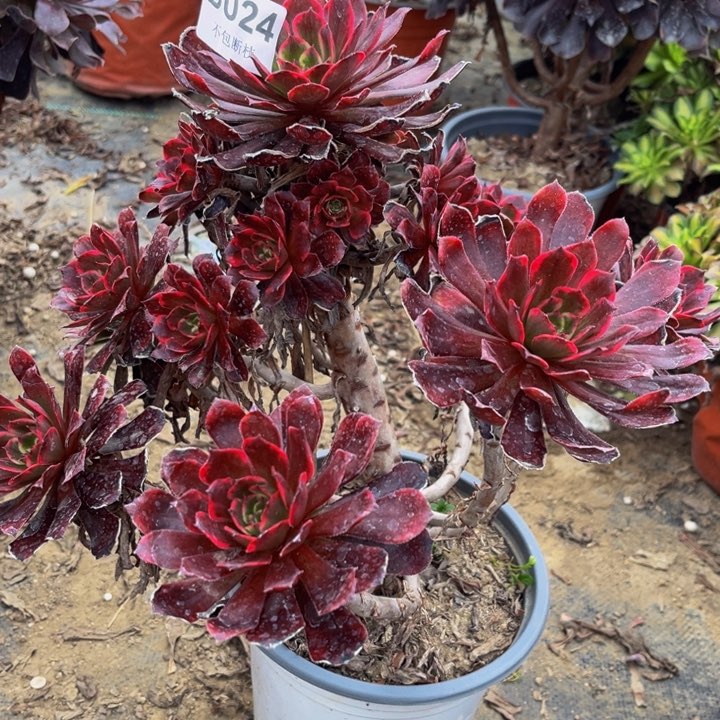 024黑金刚多肉法师不包断枝