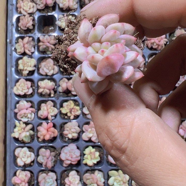 凌雪缀精品多肉植物