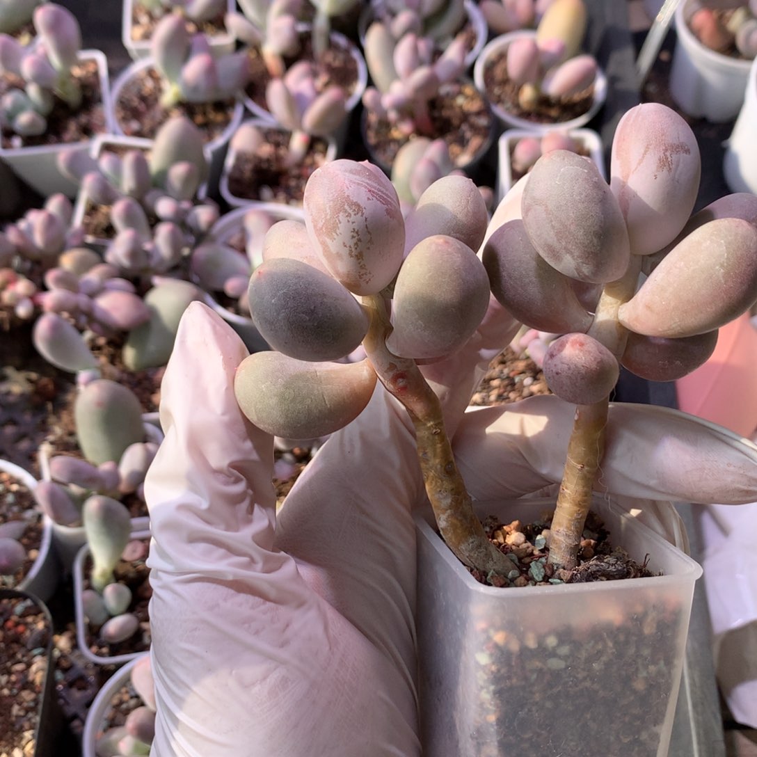 米可奶酪多肉双头米可奶