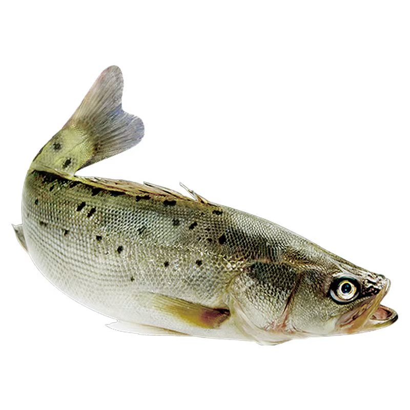 鲜活鲈鱼600-700克一条