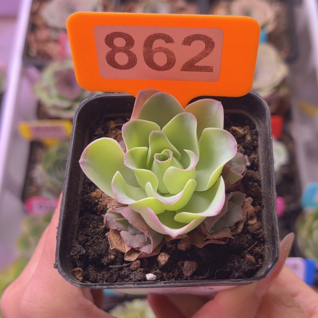 尖****?7方盆鹿兜灵泽862 下播福利