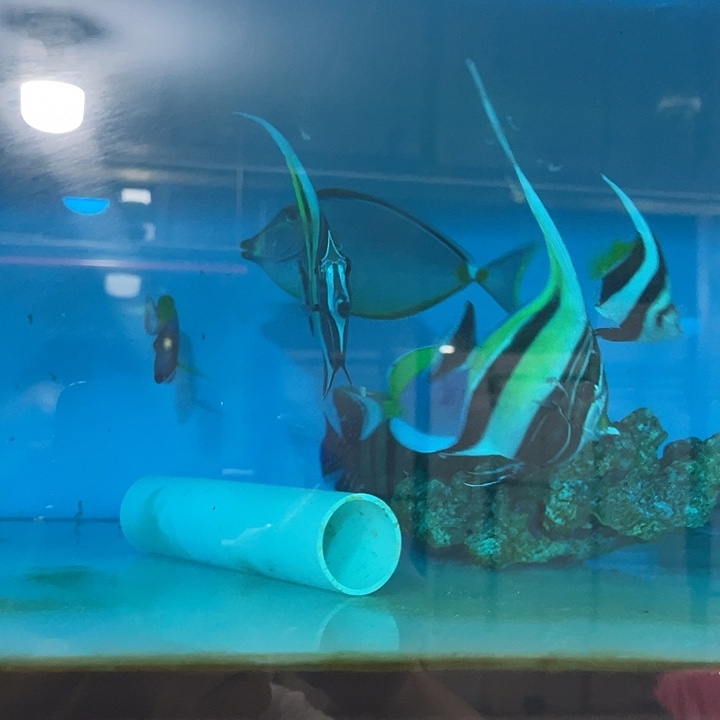 海水鱼野生印尼海水鱼神像