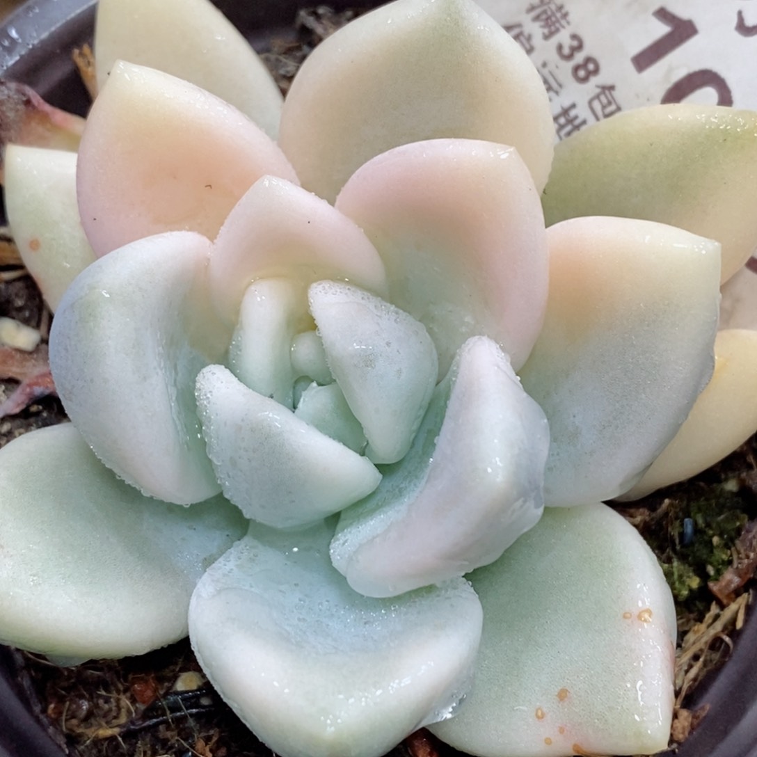 1049奥普半宽锦  小方花圃一物一拍