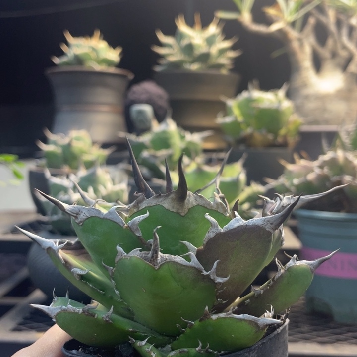 【闪购商品】黑帝斯。