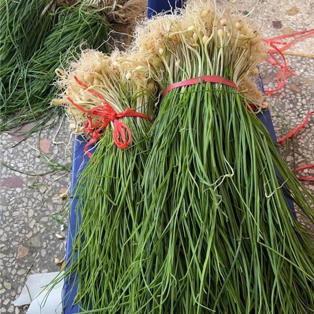 【高山品质】贵州野葱现挖新鲜特产野山葱小野蒜头苦蒜小蒜薤白胡葱