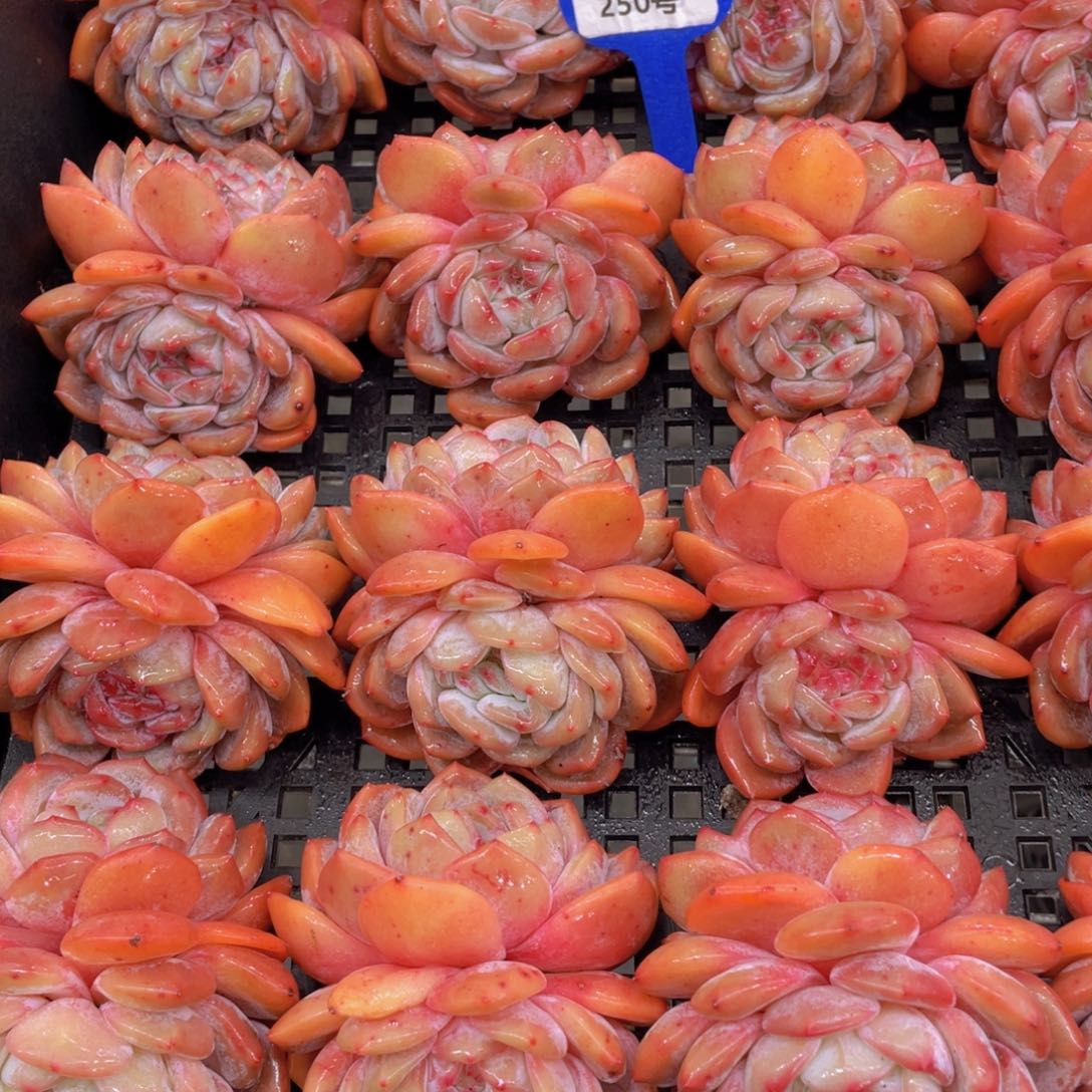 250号老桩全状态大韩橙双头起一个