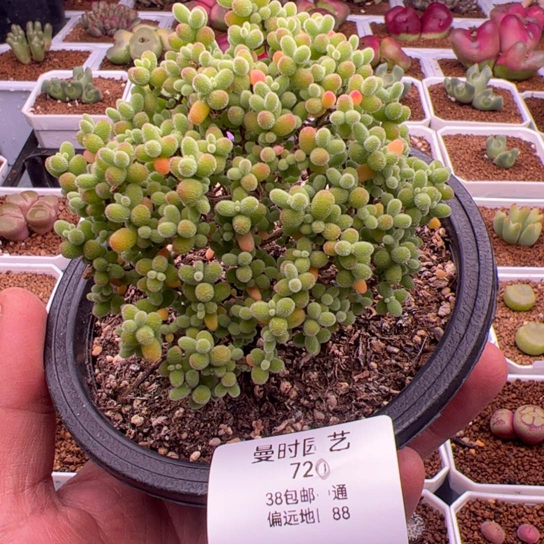 2.22金桔多肉植物720