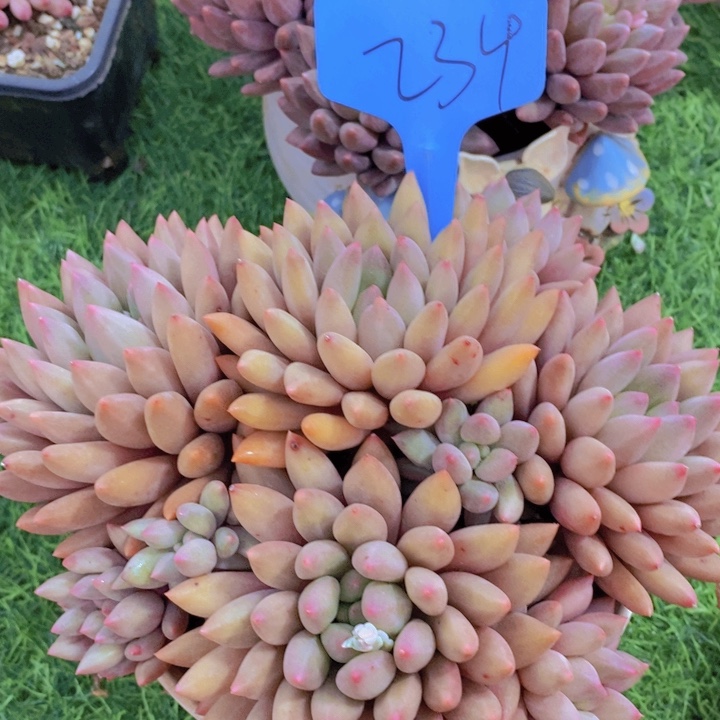 这个我就知道这点咯