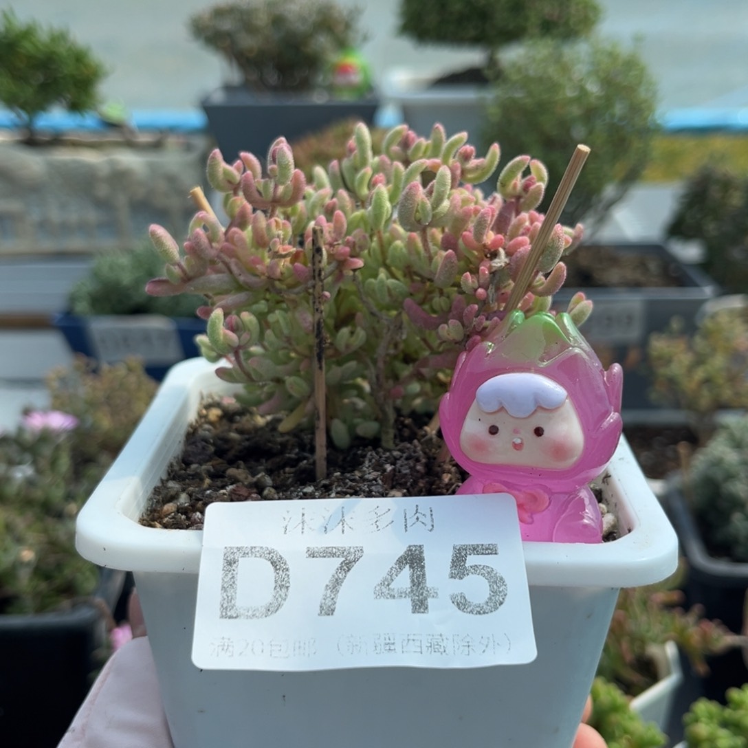 745红宝石腹轮锦