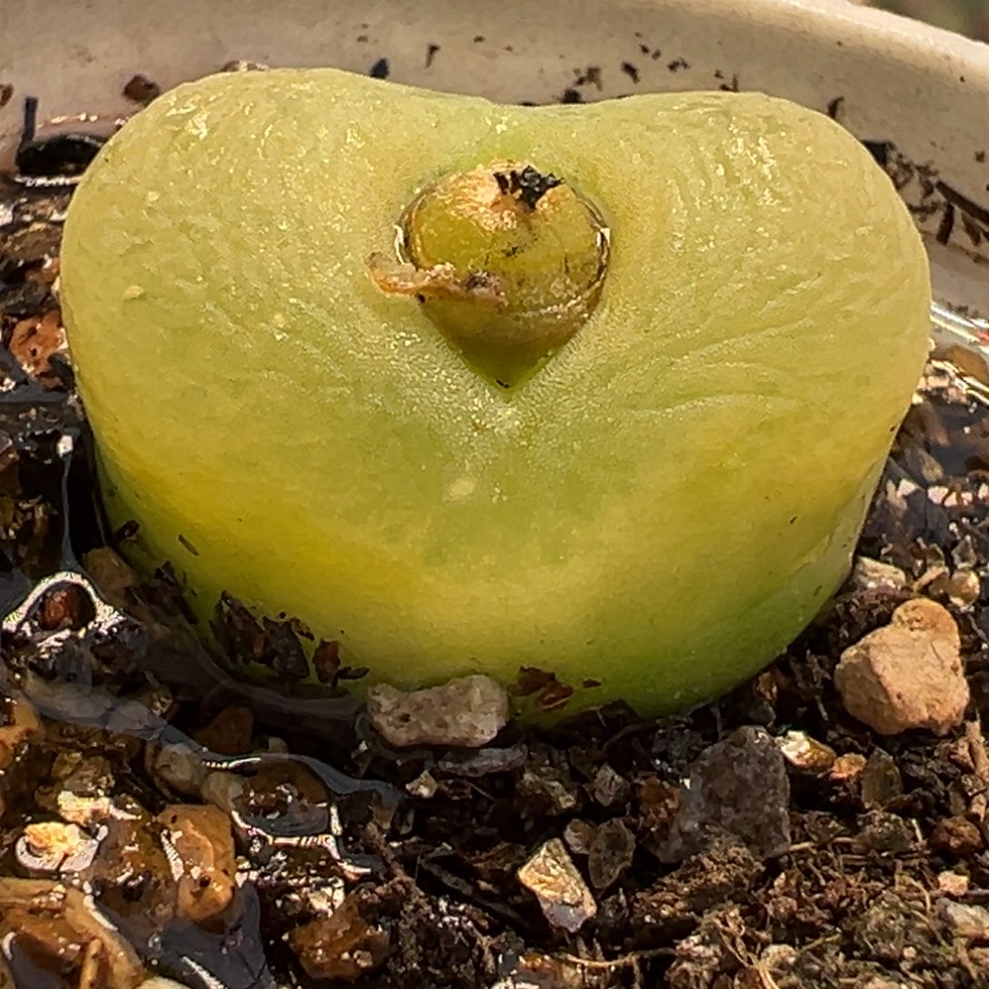 874多肉植物种类多样