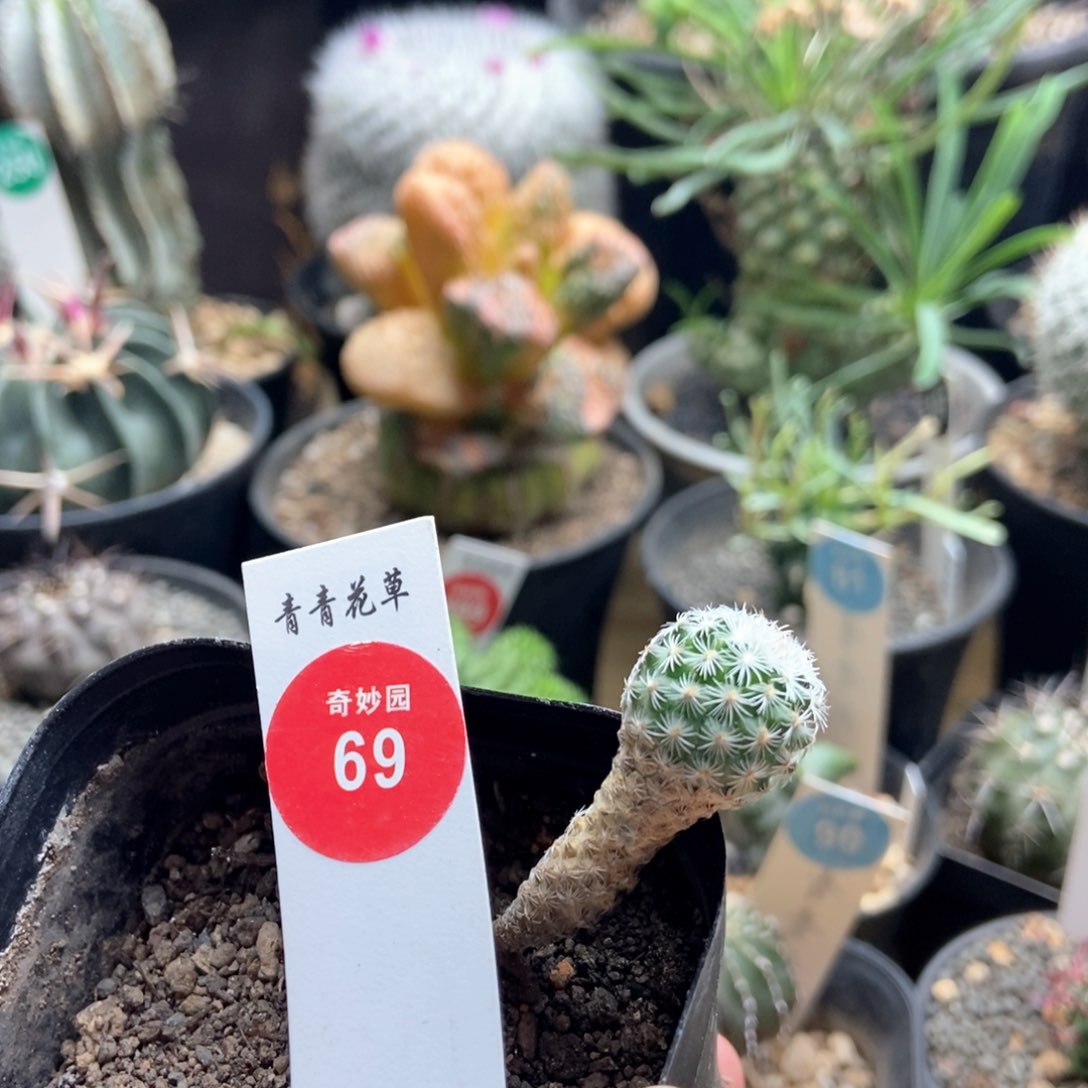 实生赤花美针玉1.5cm