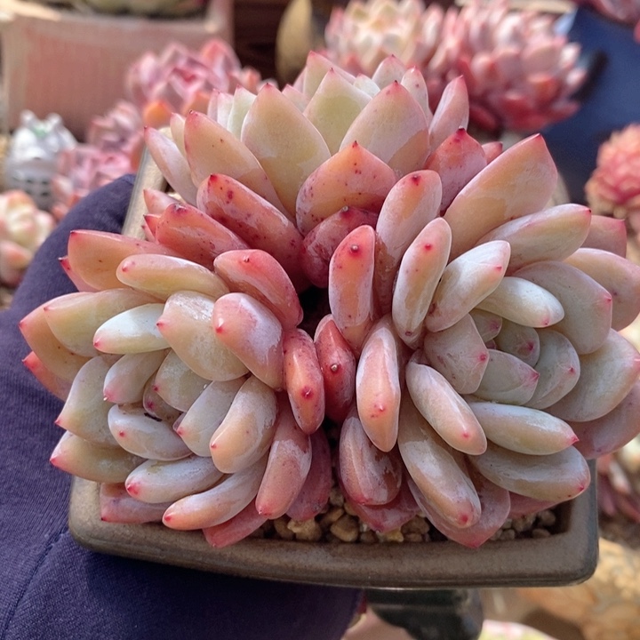 雪天使 h h j p 1122