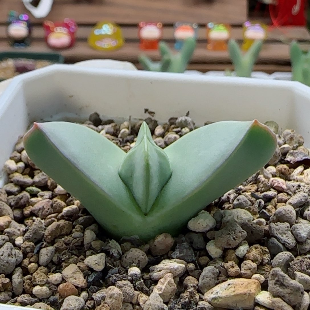 2-22-5-1当天满58包邮大翼多肉脱土