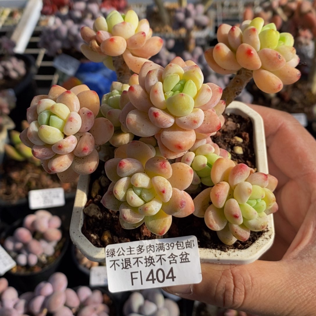 404樱花罗琦10cm多肉