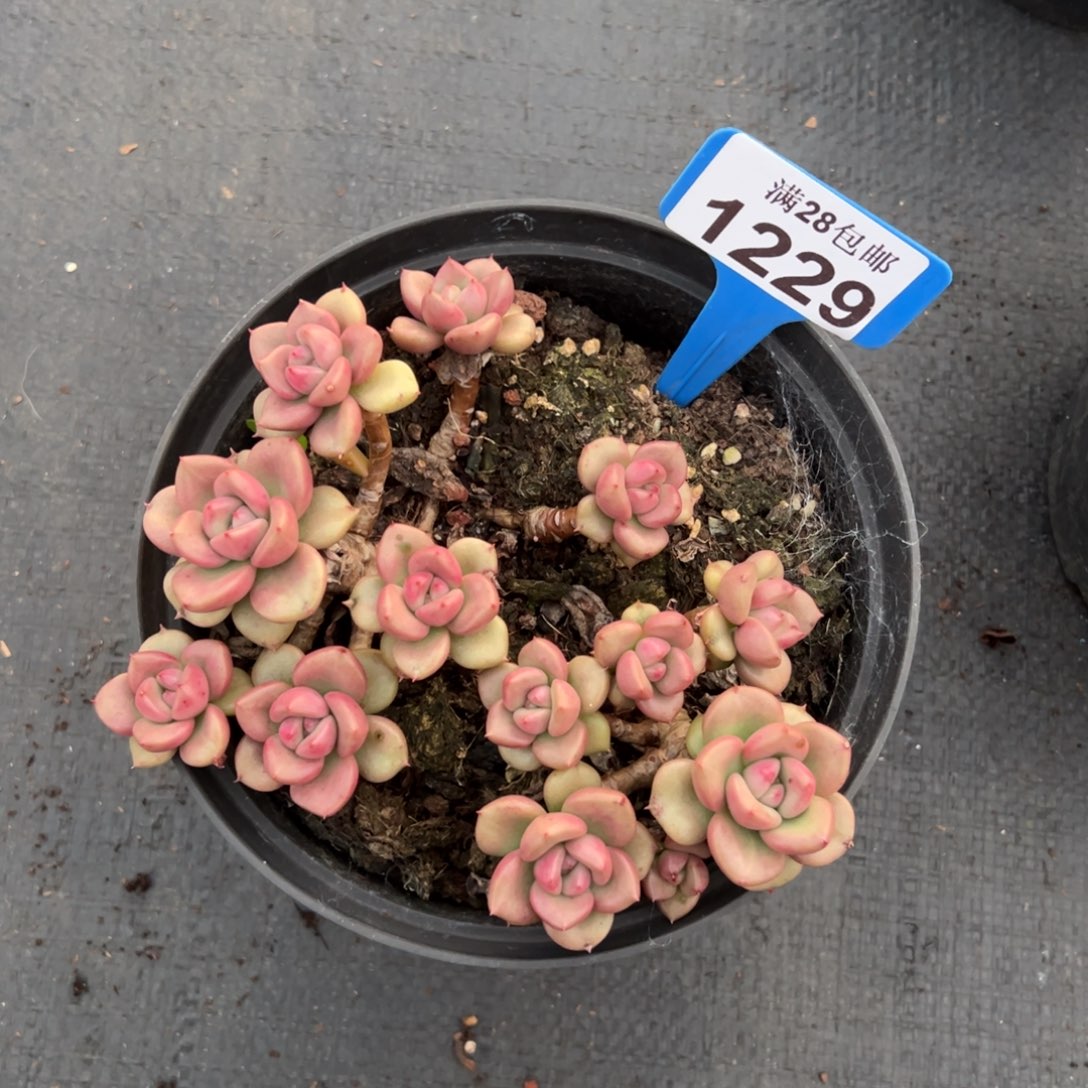 妙***婵1229奶油鳄梨，一物一拍