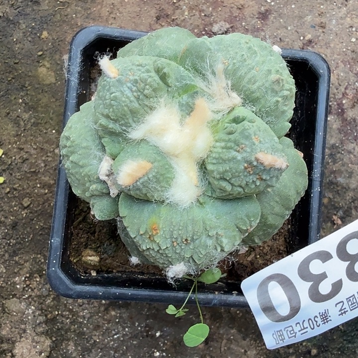 无花朵830大尤牛舌牡丹东三