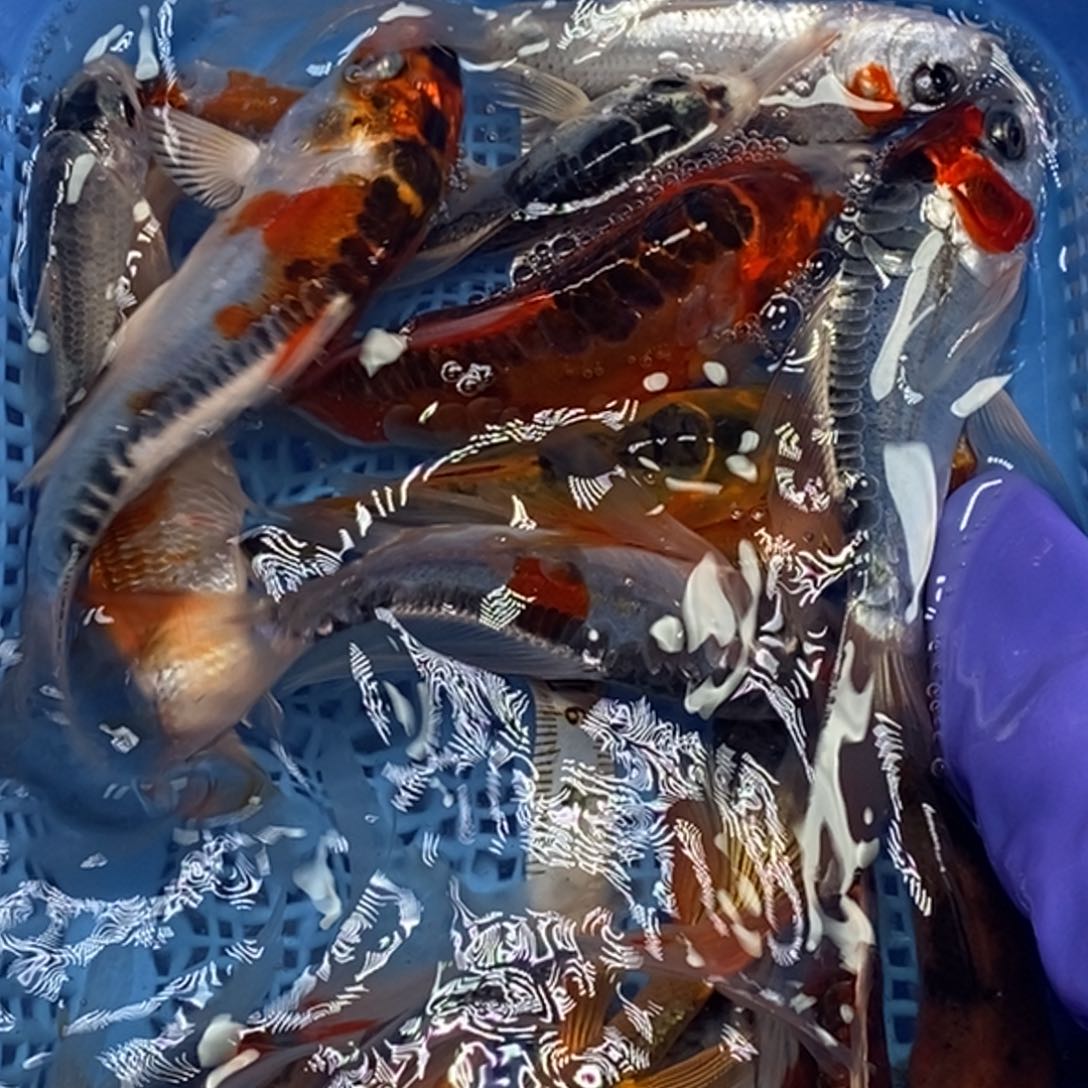 锦鲤冷水锦鲤包邮